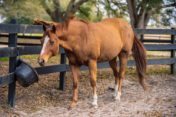 Beautiful brown horse