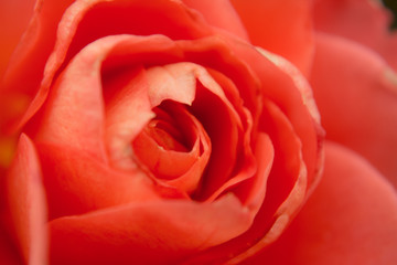 Details of rose