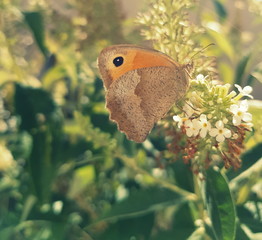 papillon orange et brun , en gros plan  dans le jardin 