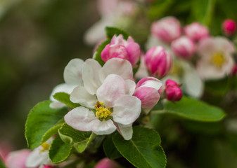 Fototapeta na wymiar Apple flowers closeup