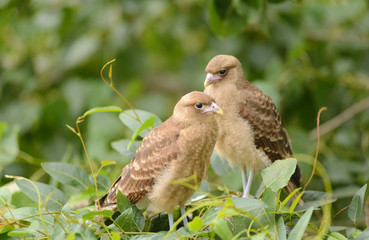 Chimango Milvago. Couple of chicks in their nest.