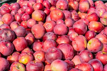 Close up shot of many apple in a winery
