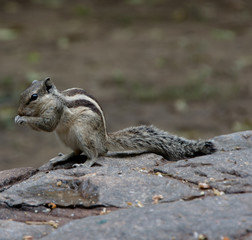 Ardilla comiendo en un muro. Funambulus roedor esciuromorfo Sciuridae, ardilla de las palmeras,  India, copy-space