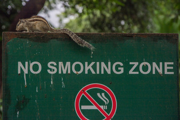 Ardilla sobre un cartel de prohibido fumar. Funambulus género de roedores esciuromorfos de la familia Sciuridae conocidos como ardillas de las palmeras en la India
