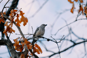 Bird eating berry in tree during winter, gray skies on cold day in nature.