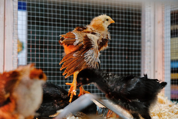 Young chick stretching its wing in farm chicken coop.  Shows baby bird close up with delicate feathers. © ccestep8
