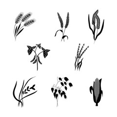 Vector wheat ears black silhouette icon organic