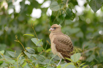 Chimango. Milvago Chimango. Breeding Chimango waiting for his parents.