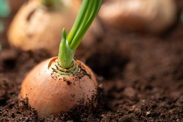 young onion in soil