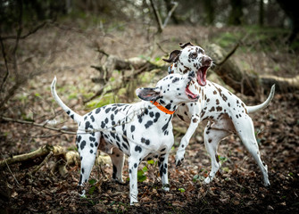 The Dalmatian 