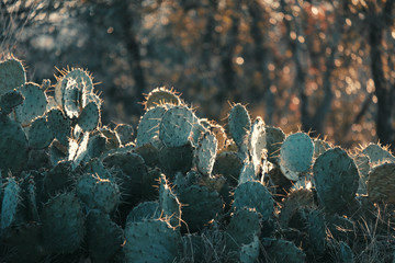 Green cactus plant in rural dry landscape. © ccestep8