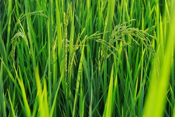 The ears of rice at the rice green fields, Close up