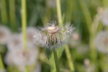 Dojrzałe owoce mniszka lekarskiego, przekwitnięty dmuchawiec, Taraxacum officinale