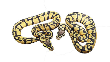 Big snake isolated on white background