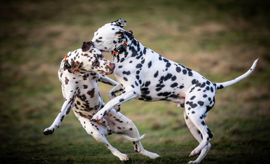 The Dalmatian