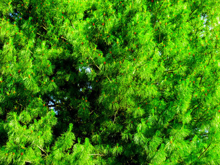 green background of branches of tree
