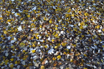 Jesienne przebarwione liście topoli białej, Populus Alba © Ewa