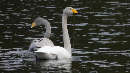 Obraz premium Whooper swans 