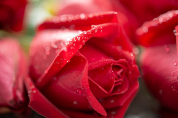 Close up red rose flower with water drops on the table can use for romantic or love concept or Valentine day background.