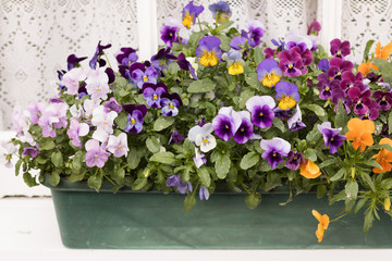 Beautiful Blossom Violets are in Long Flower pot on Windowsill Outside House. English Garden Lifestyle. Concept: Spring Flowers.  