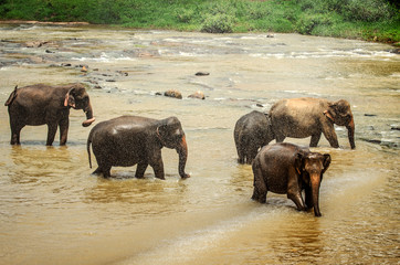 Fototapeta na wymiar Elephants enjoy a swim in the Pinnawala Reserve. Sri Lanka.