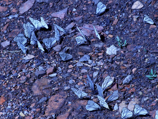 accumulation of butterflies on a rocky road