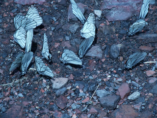 accumulation of butterflies on a rocky road