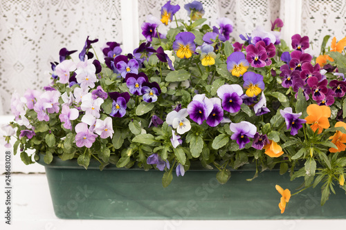 Beautiful Blossom Violets are in Long Flower pot on