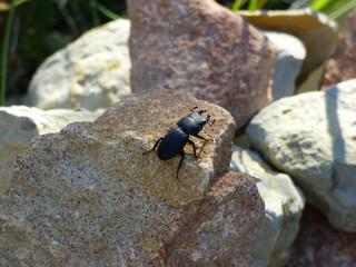 insecte qui nous entoure