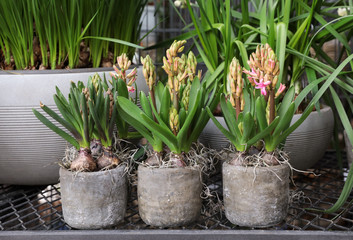 Spring time ready to bloom pink hyacinth plant in flowerpots.