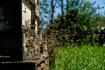 Beehives on the Meadow, Bavaria, Gemany