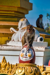 Fototapeta premium Affen am Mount Popa