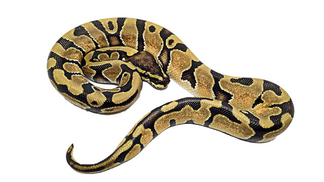 Big snake isolated on white background