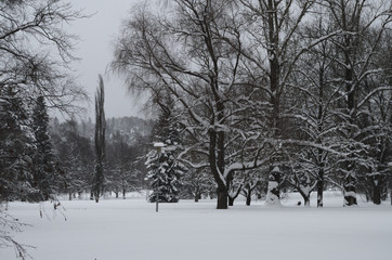 winter landscape with trees