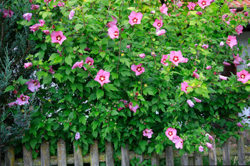 Hibiskus (Hibiscus) oder Eichbisch, Strauch in Blüten © Aggi Schmid