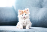 Cute kitten sitting on grey sofa