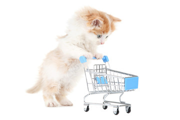 Cute kitten with shopping cart isolated on white background