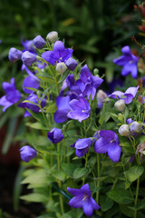  Ballonblume (Platycodon grandiflorus) Blüten