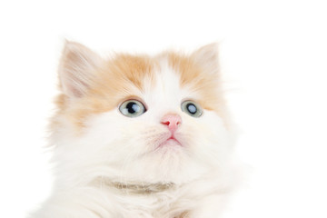Cute kitten on white background