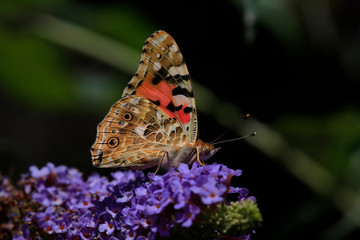  Distelfalter (Vanessa cardui) Schmetterling auf Blüte