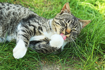 Fototapeta premium Grey cat lying on the grass