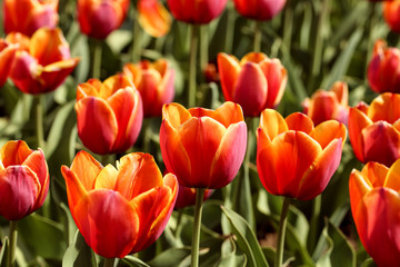 Fresh tulip flowers in the garden