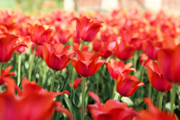 Fresh red tulip flowers in the garden