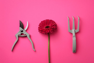 Gardening tools, flower on pink punchy pastel background. Spring, summer or garden concept with copy space. © jchizhe