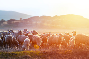 A herd of sheep on pastures at sunset