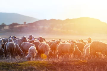 Zelfklevend Fotobehang A herd of sheep on pastures at sunset © bymandesigns