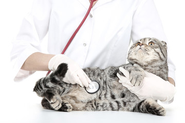 Veterinarian with cat and stethoscope