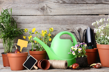 Garden tools with flowers in pots on grey wooden table