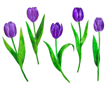 Flowers Tulips watercolor illustration botanical spring decoration design greeting card invitation