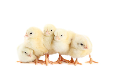 Little chicks isolated on white background